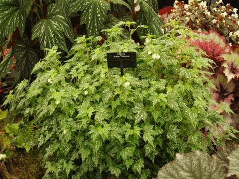 B. ‘dregei ‘Glasgow’’